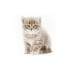Gatti