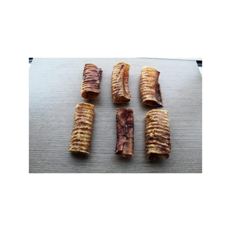 trachee-bovine