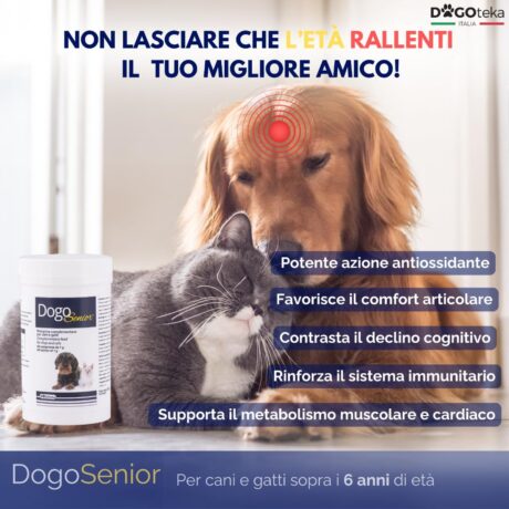 DogoSenior