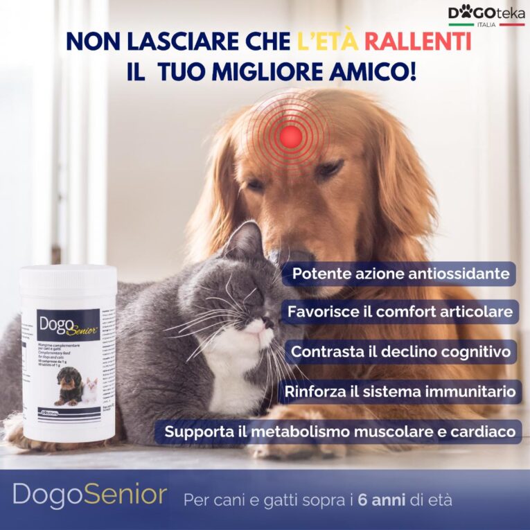 Altro Dogosenior